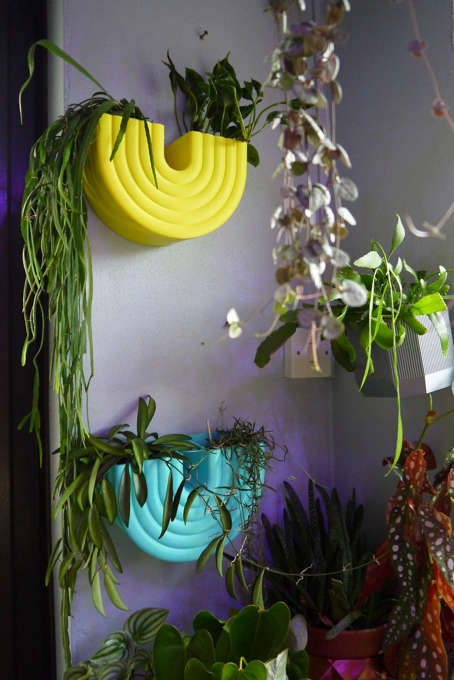 Wall Mounted Double Rainbow Shaped Plant Pot Indoor